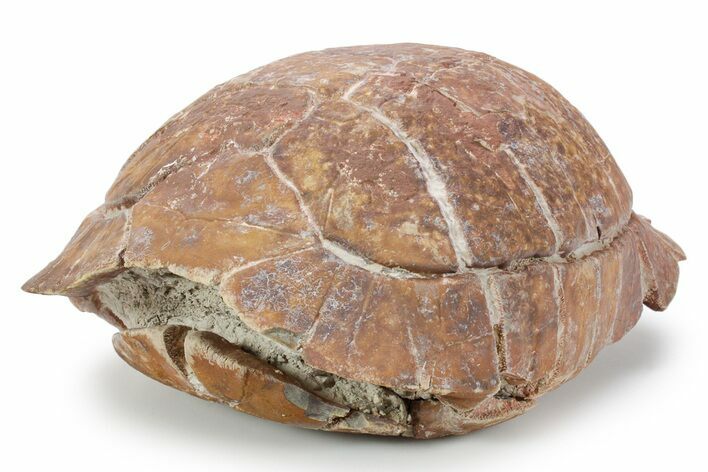 Colorful Inflated Fossil Tortoise (Stylemys) - South Dakota #355980